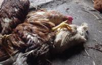 �������� �������� ��� ������� ������� ��� �������� ����� ��������������