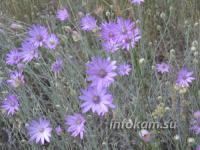 � ������������� ������� ��������� ���� ��������