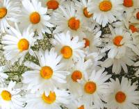 � �������� ����������� ���� �����, ����� � ��������